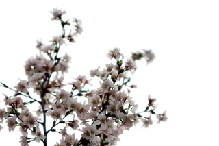 Illustration for article titled Shooting Challenge: Spring Part 2